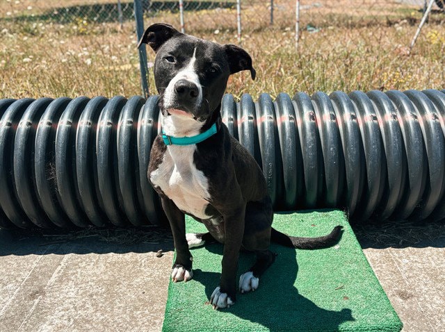 Domino