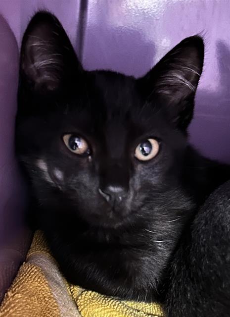 Gael