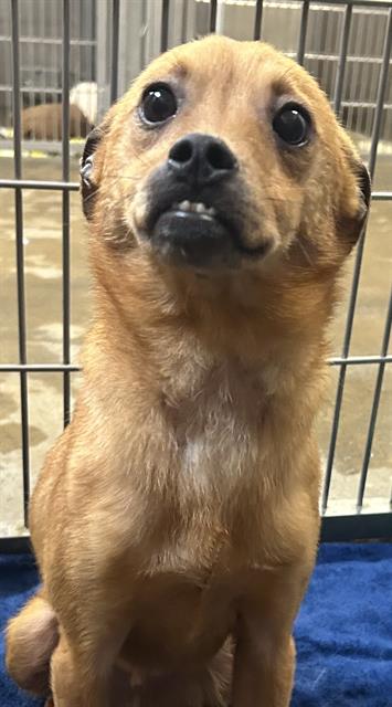 Frankie