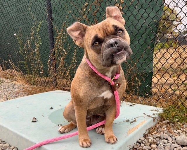 Penny