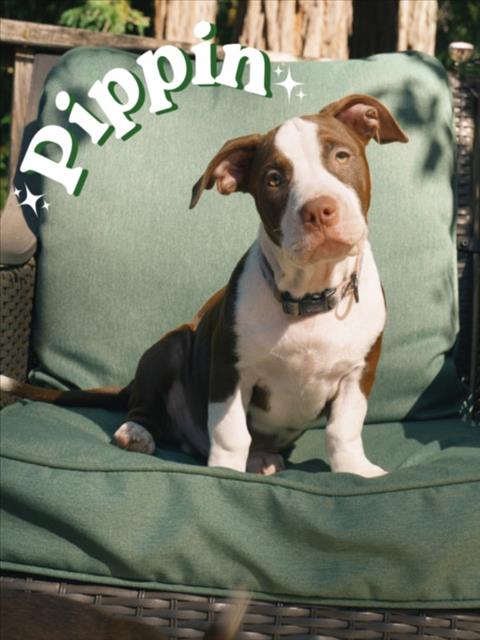 Pippin