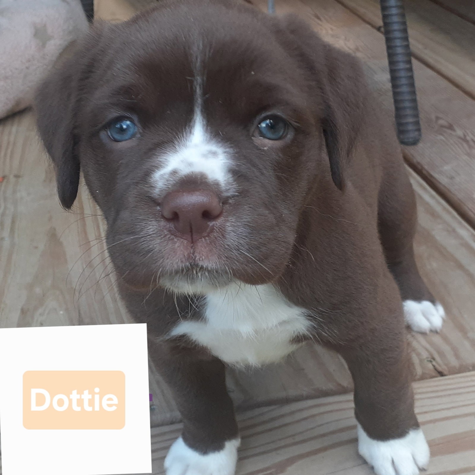 Dottie Wo Lbs