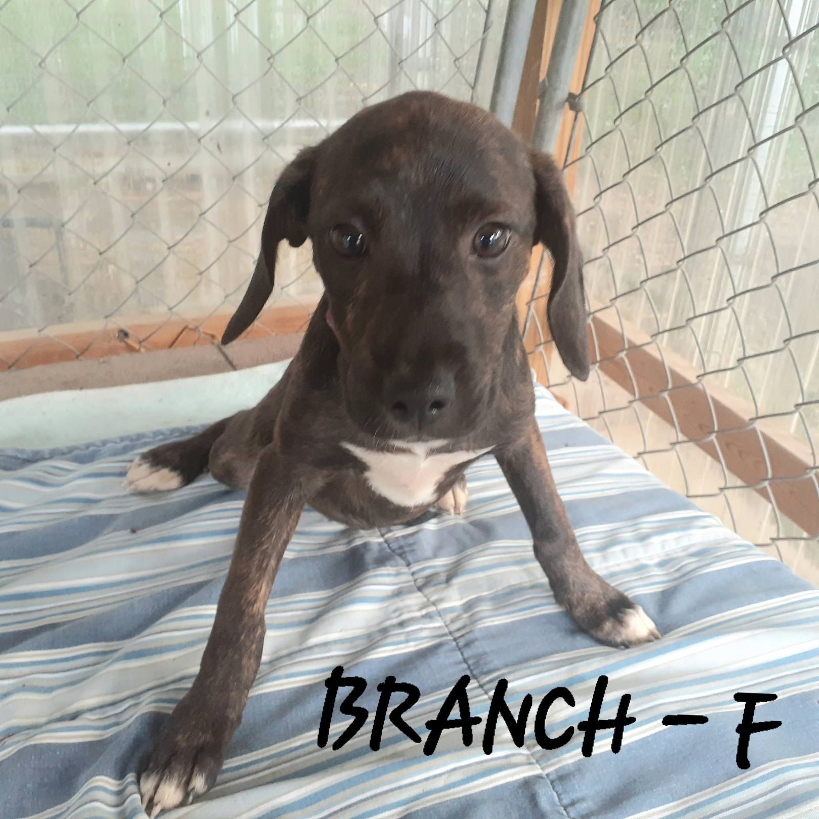 Branch Mo Lbs