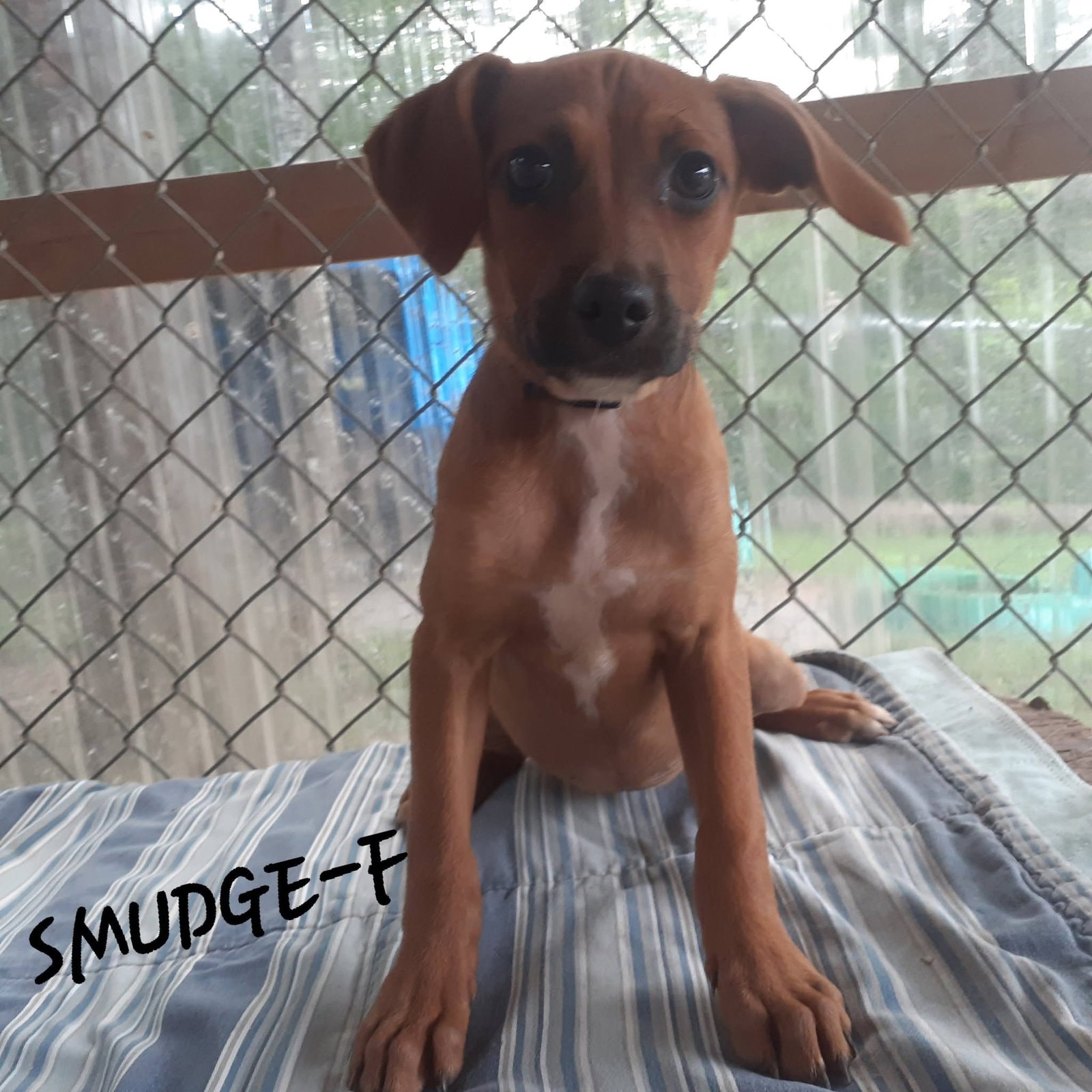 Smudge Mo Lbs
