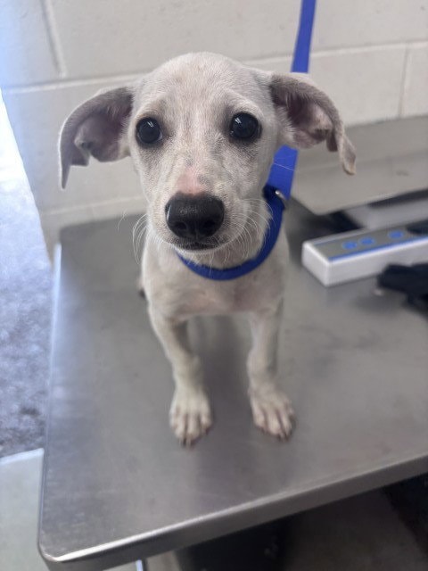 Dobby