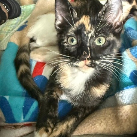 Clementine
