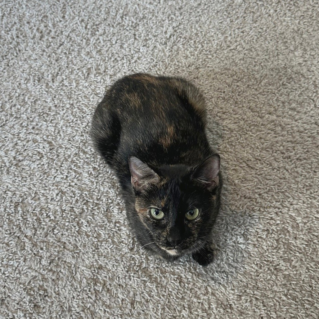 Suki Sue