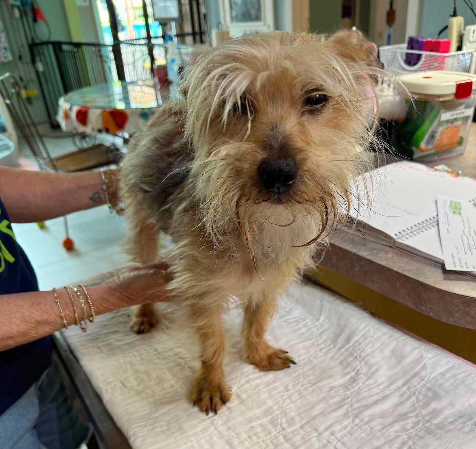 Sir Winston Pickles Not Yet Avail - Stray