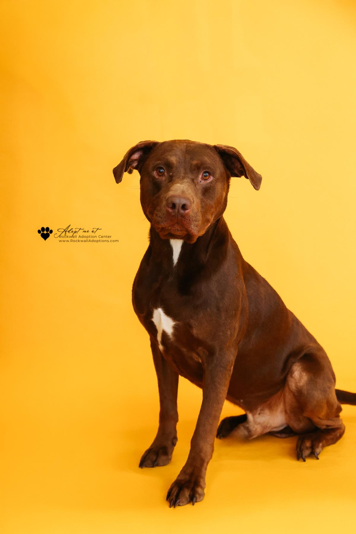 Chopo- Adoption Fee Diamond Dog