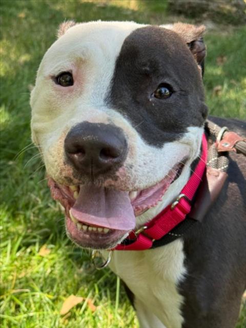 Tyson