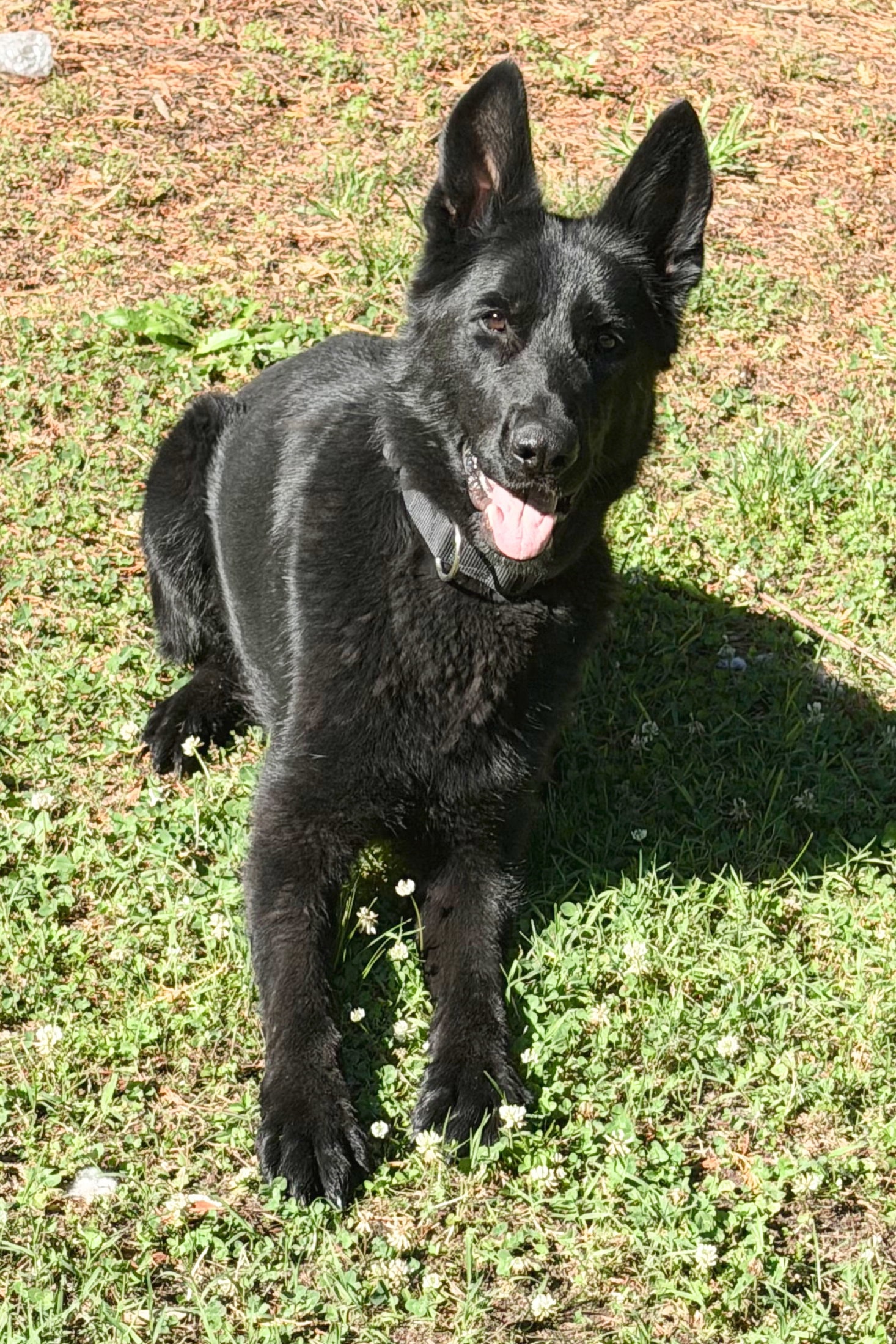 Hera