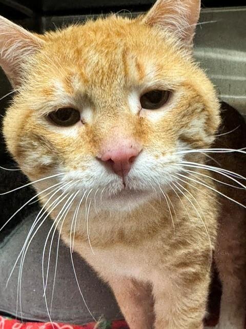 Simba