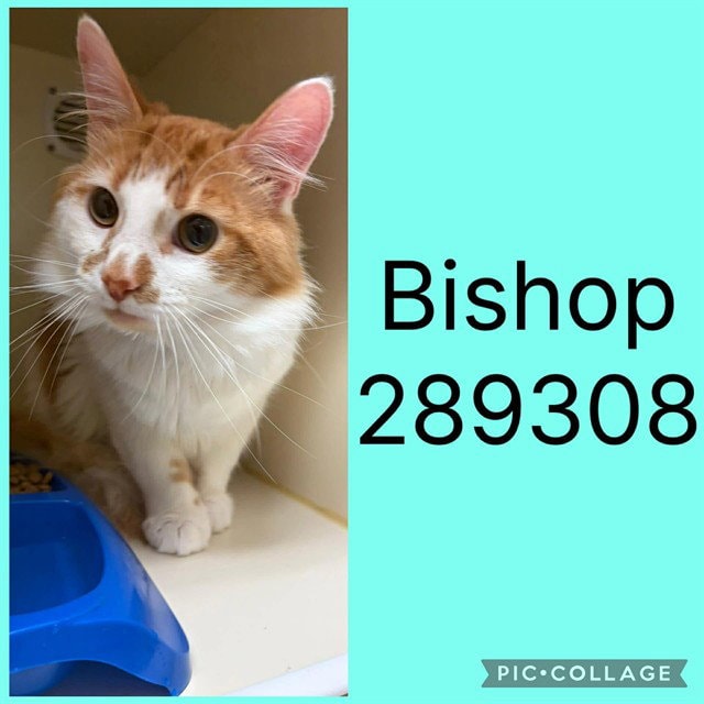 Bishop