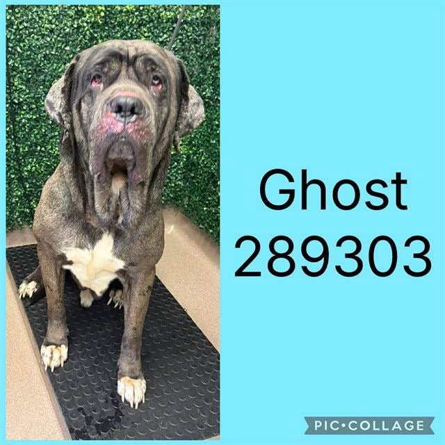 Ghost
