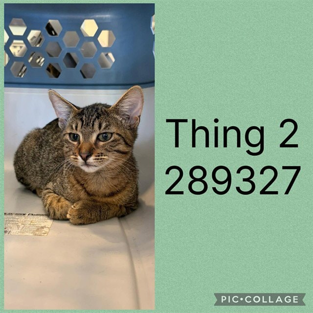 Thing