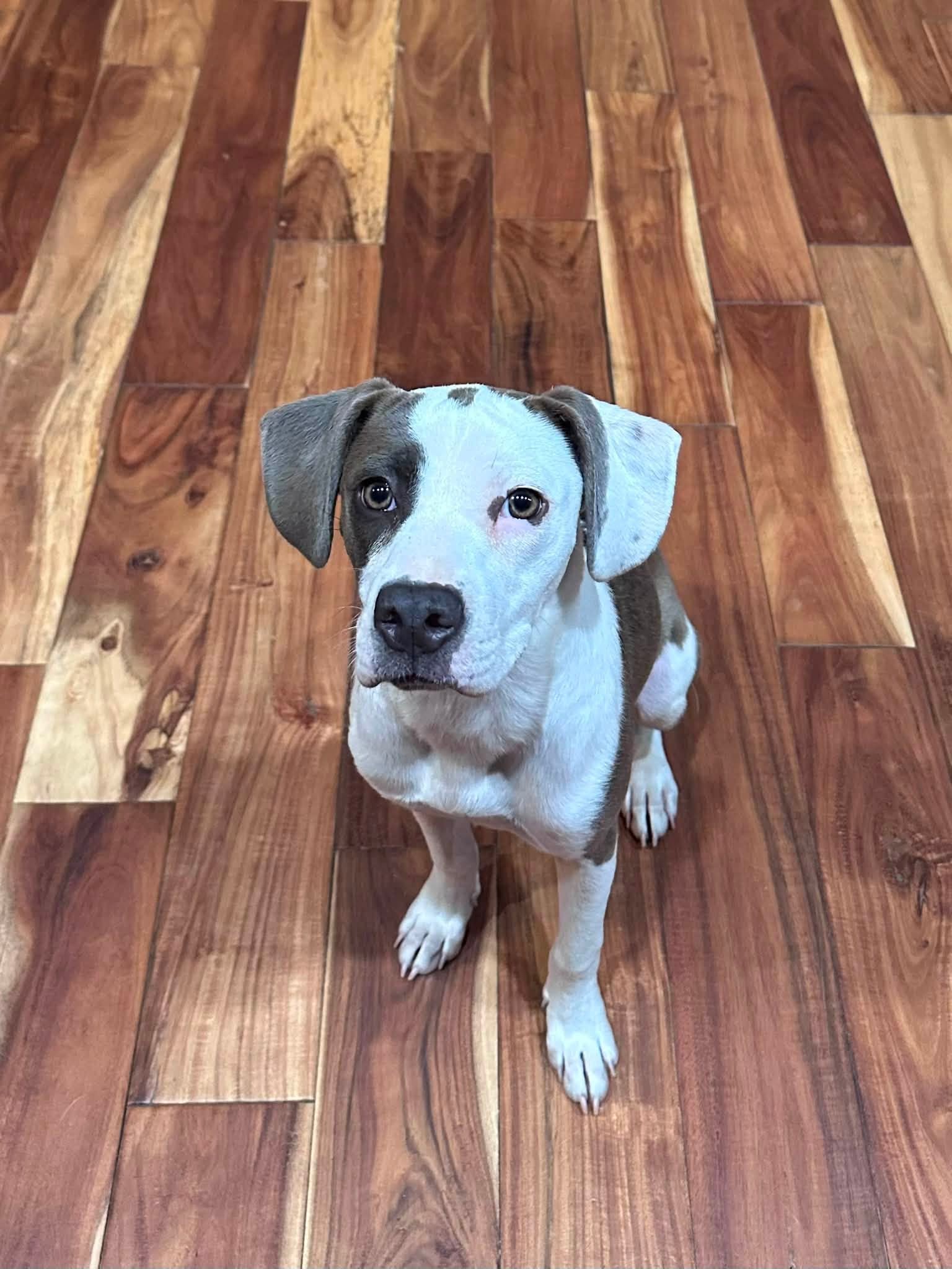 Xena