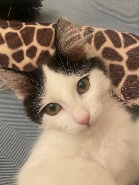 Juniper