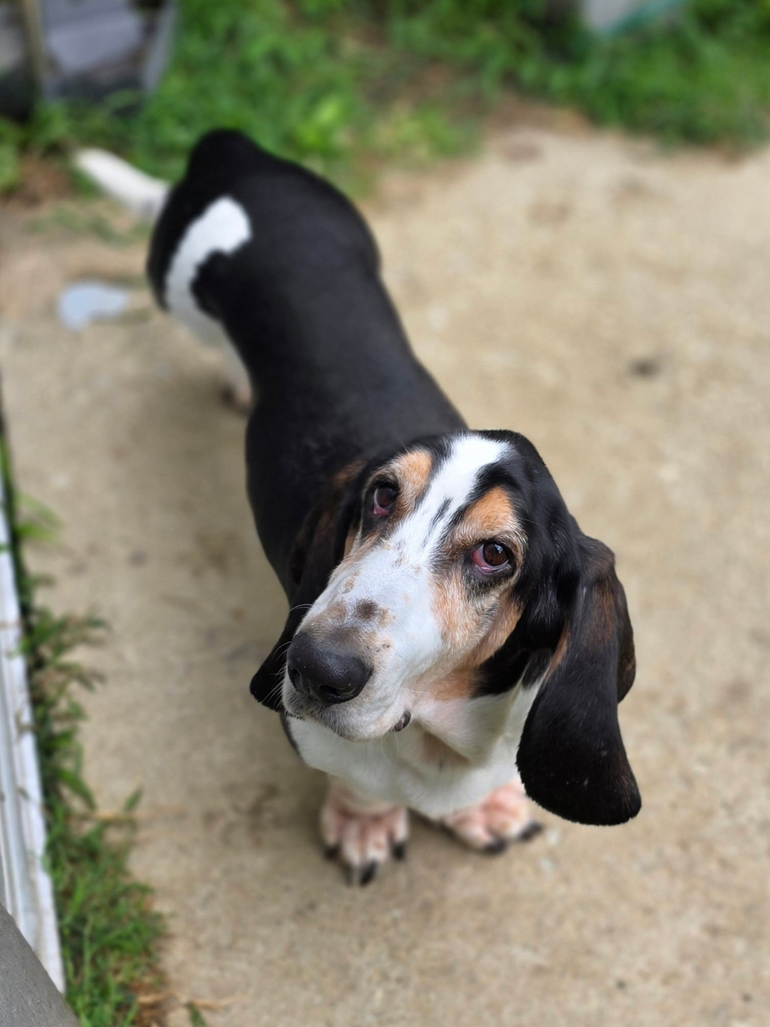 Otis