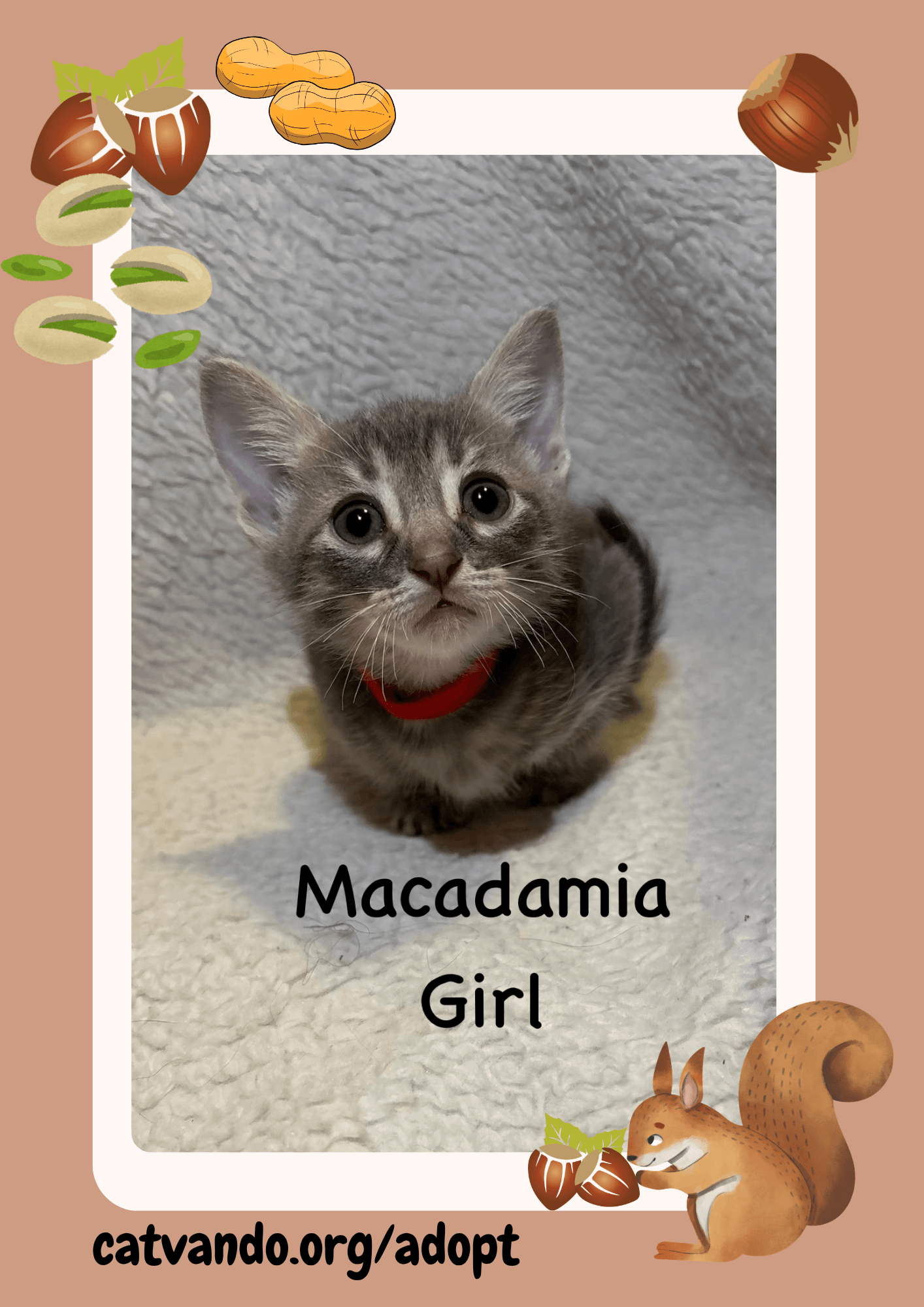 Macadamia