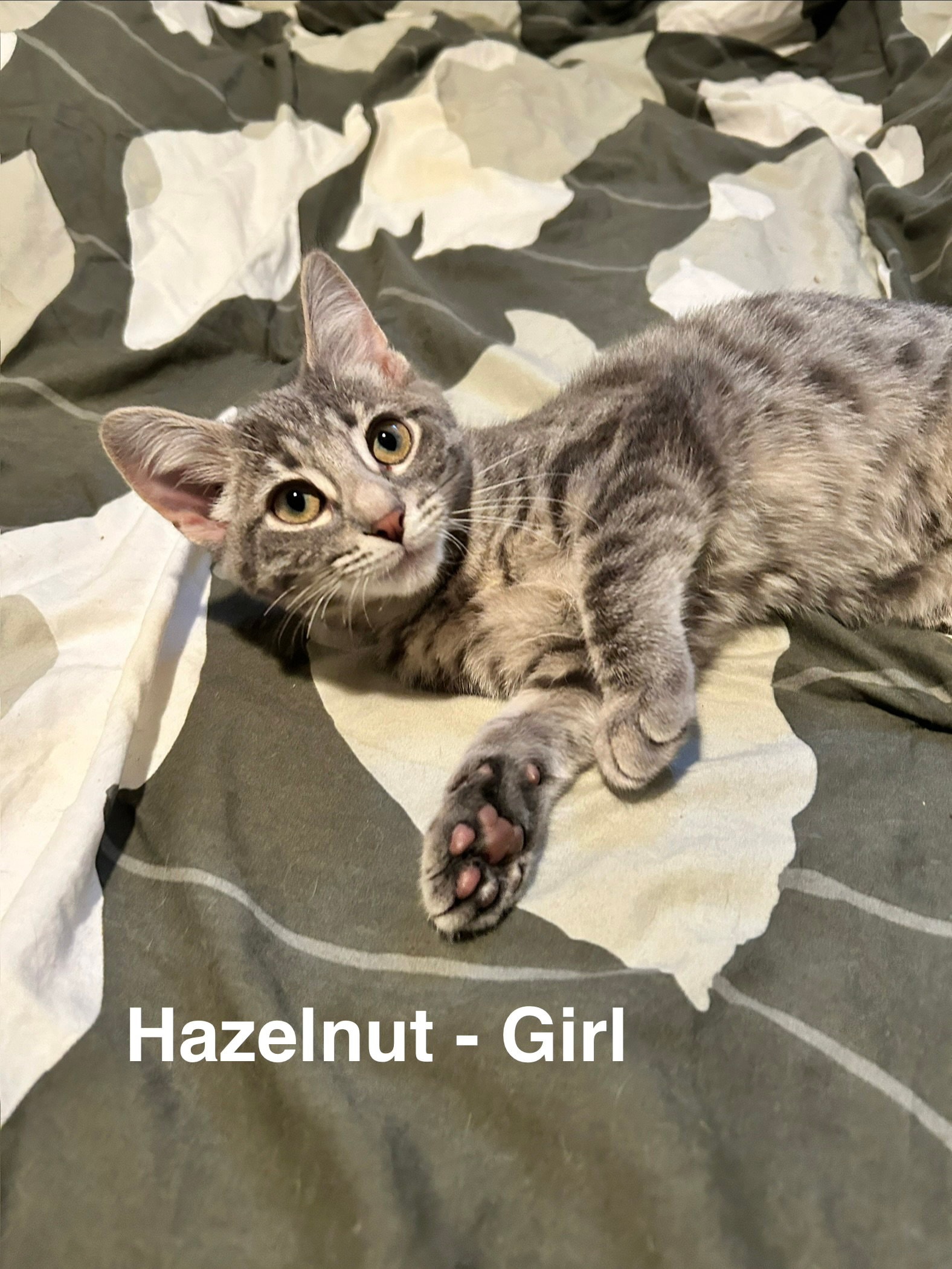 Hazelnut