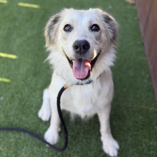 Crema
