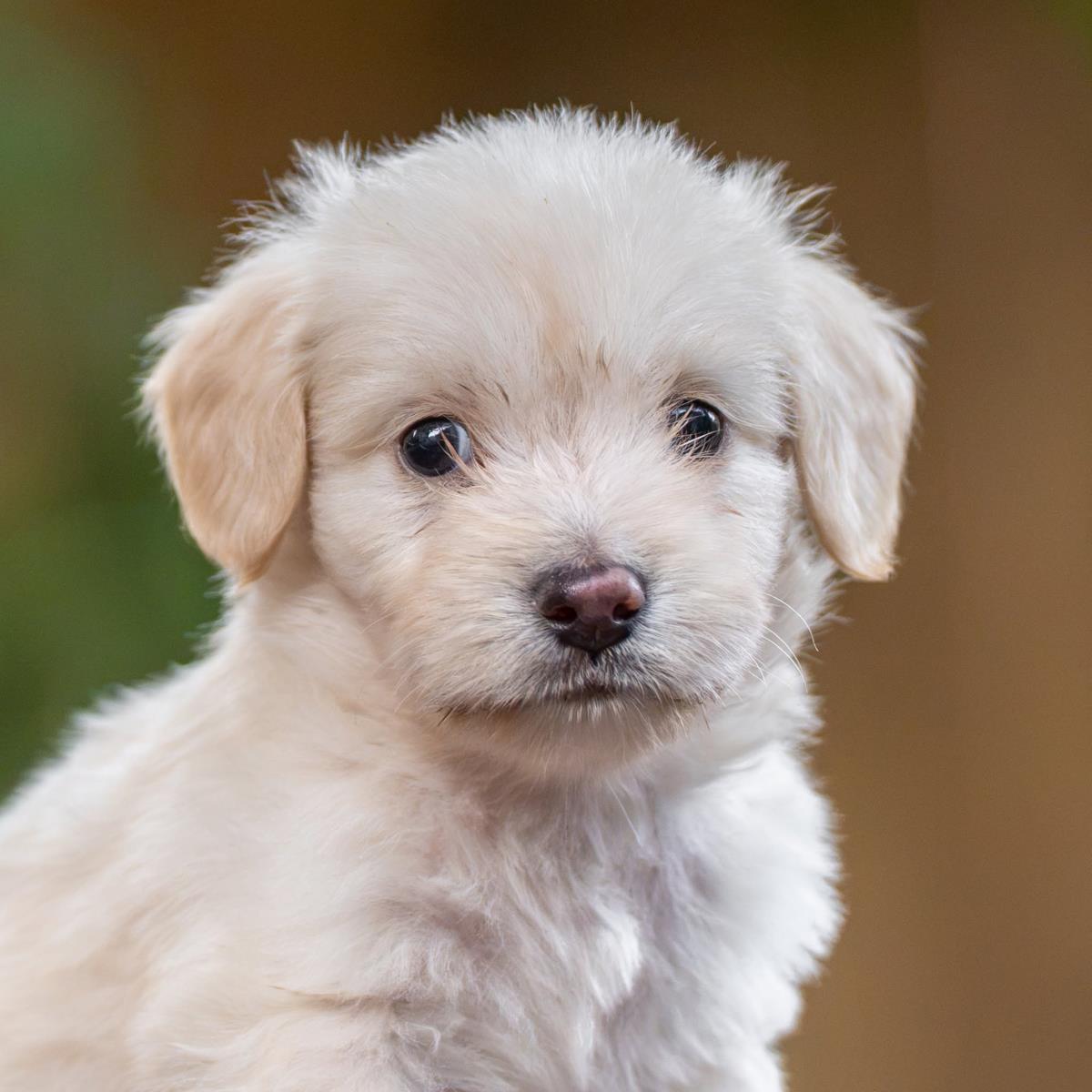 Noodle Pup - Rigatoni