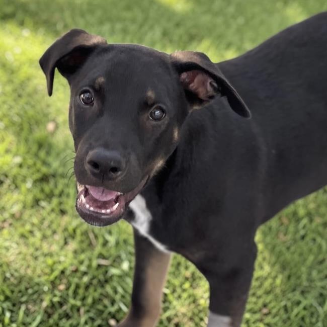 Paw Patrol Pup - Ryder