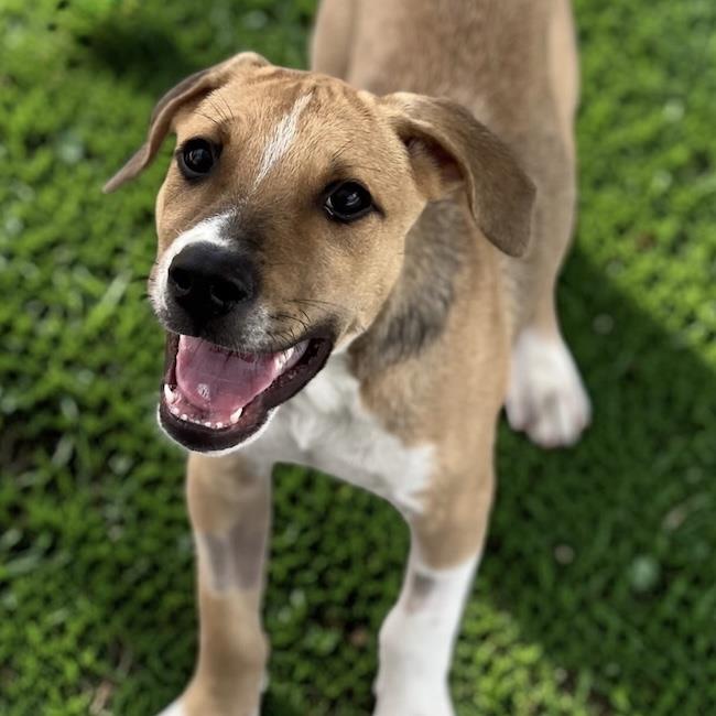 Paw Patrol Pup - Sky
