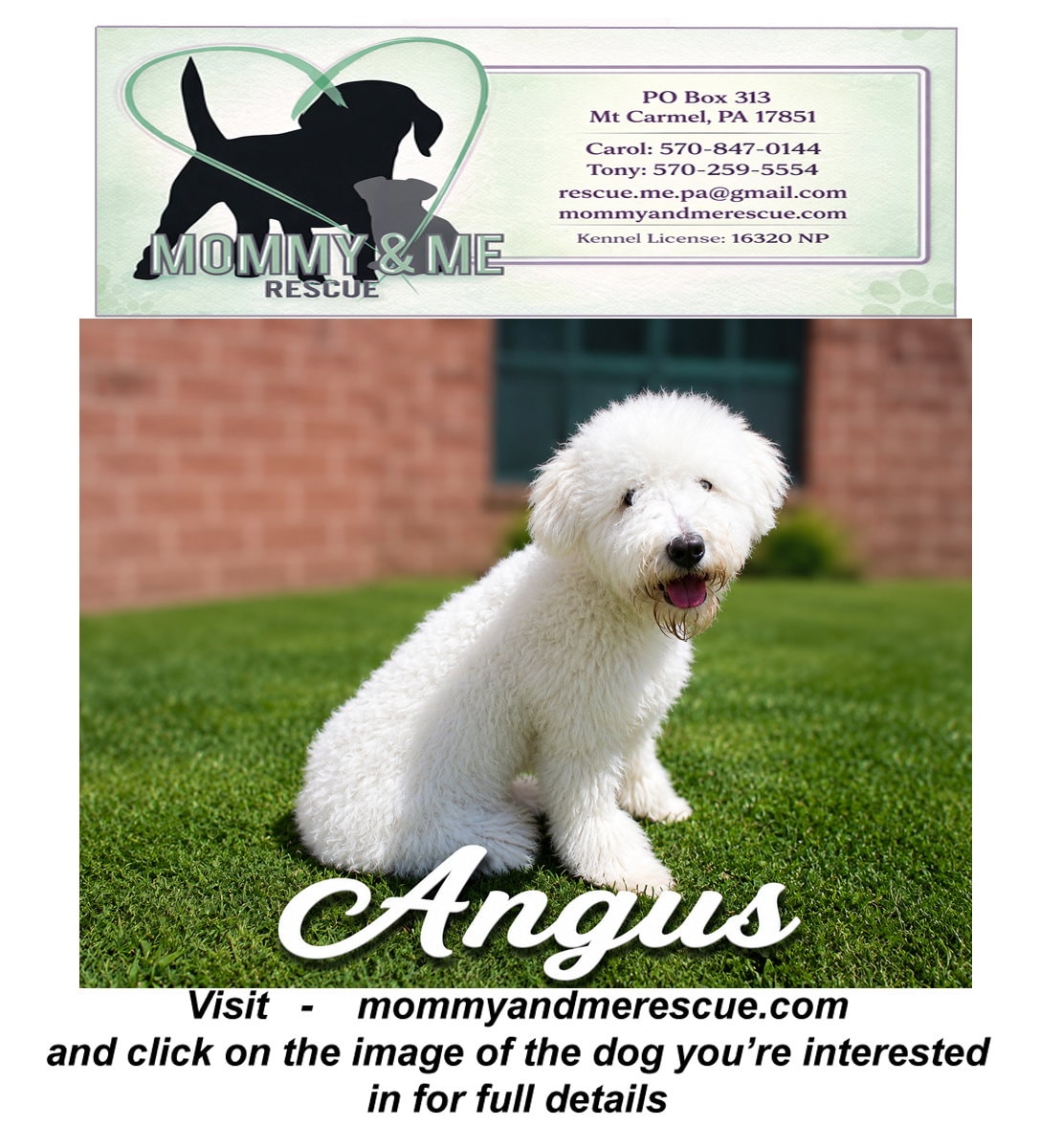 Angus