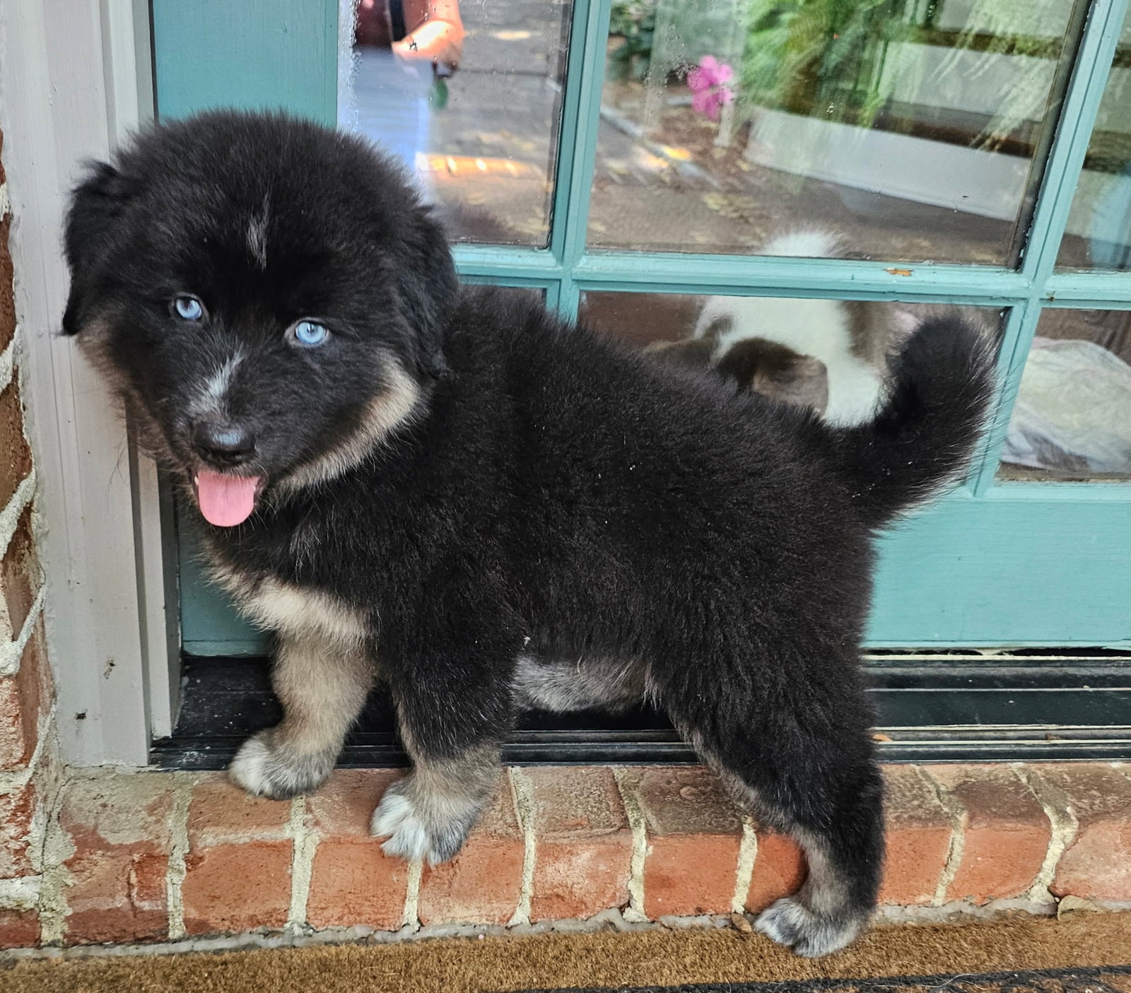Puppy Ozzy