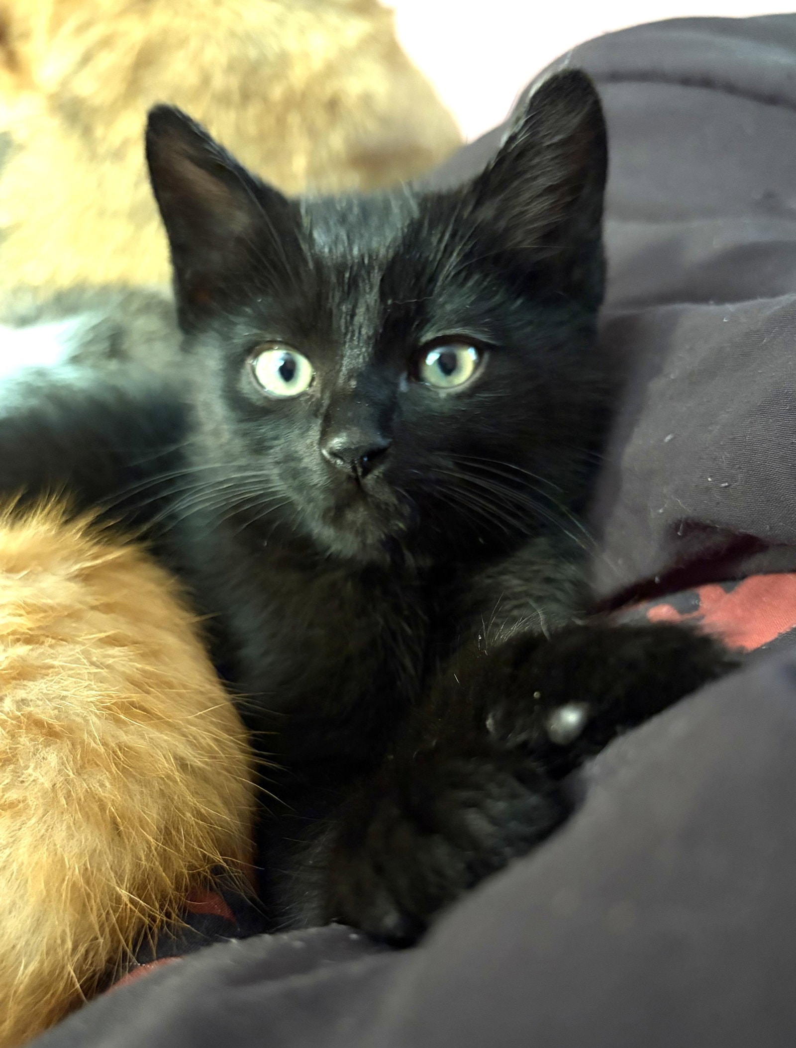 Kitten Coal