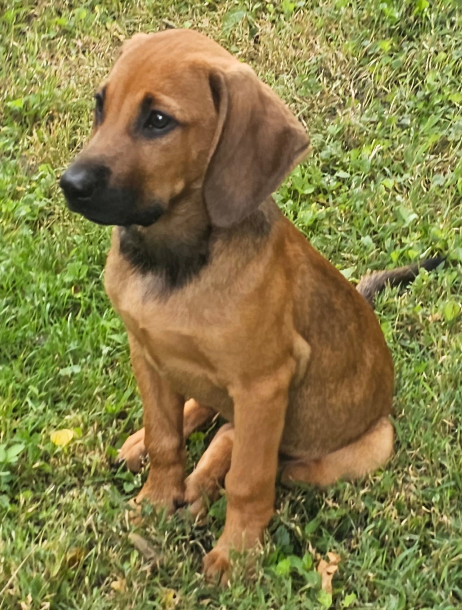 Puppy Harper