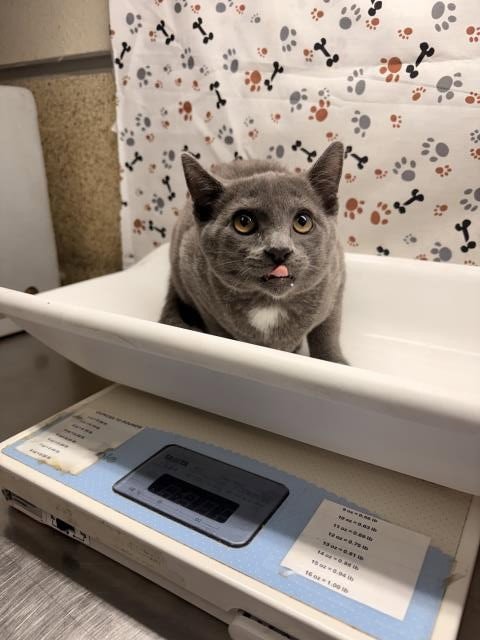 Mochi