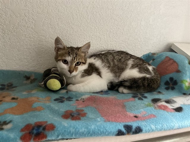 Papaya