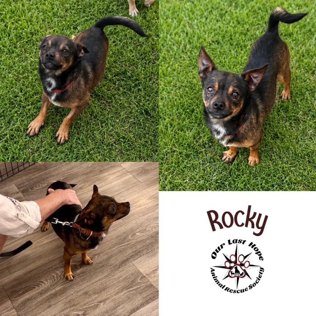 Rocky