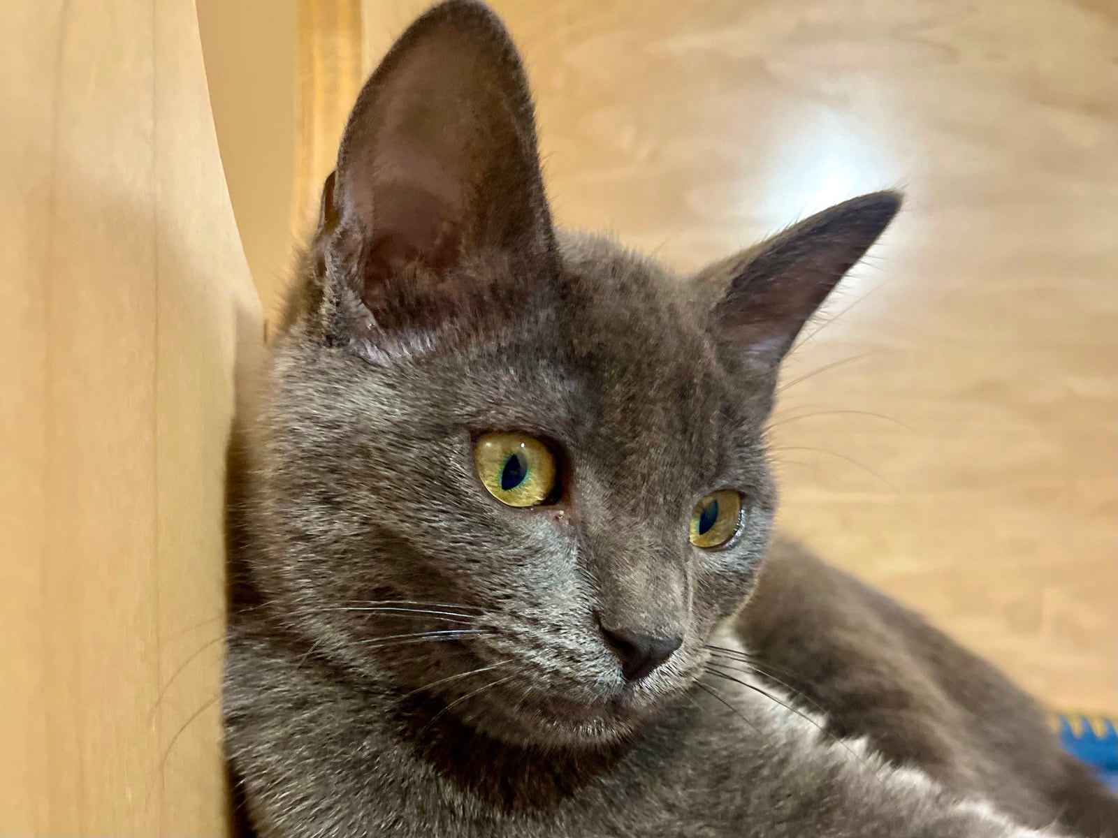 Berryessa Needs To Be Adopted With Littermate