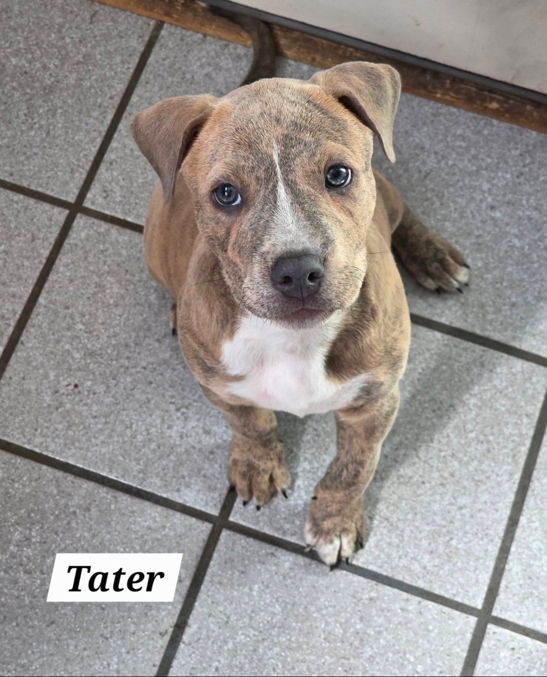 Tater