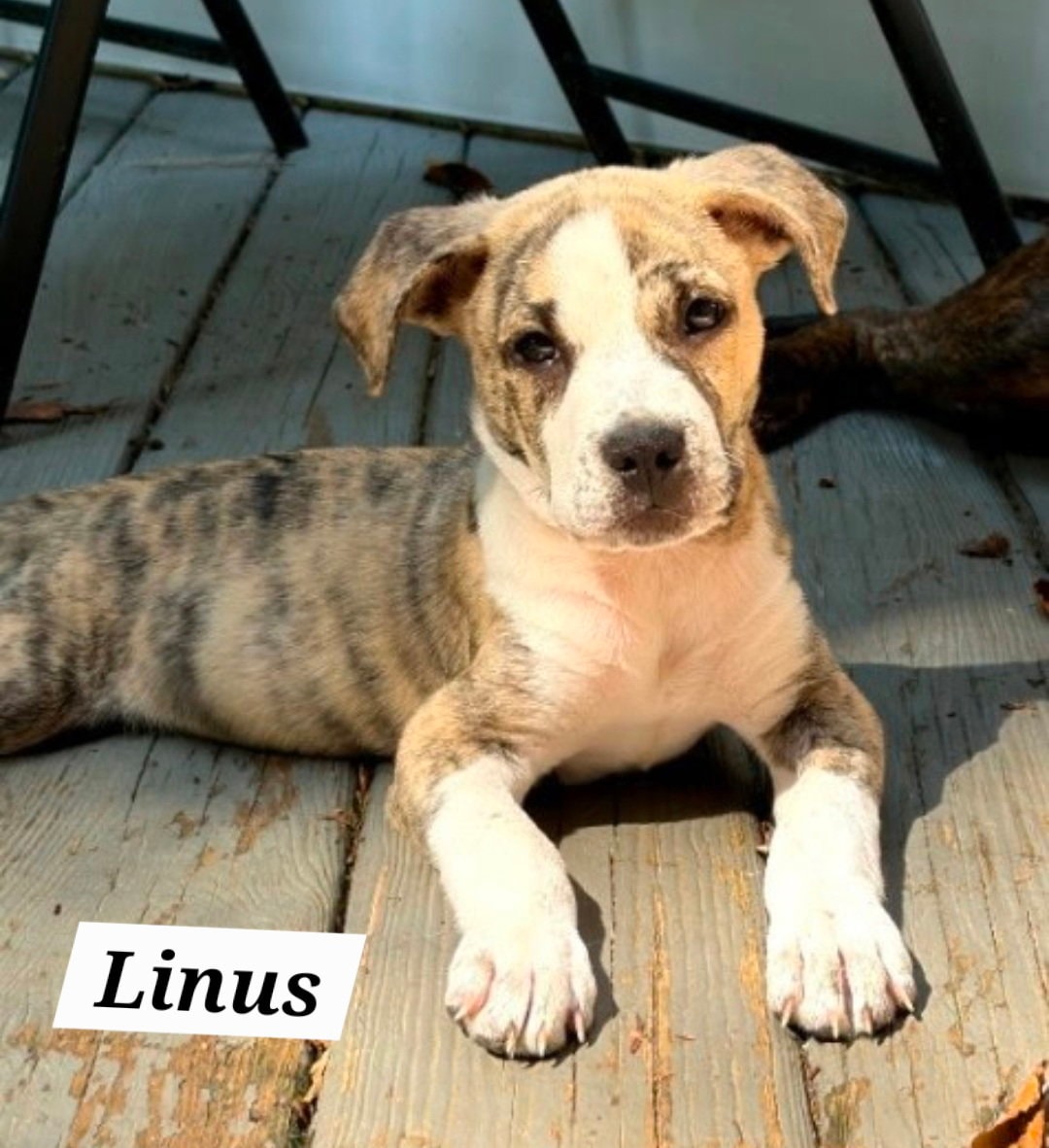 Linus
