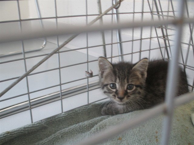 Alvin