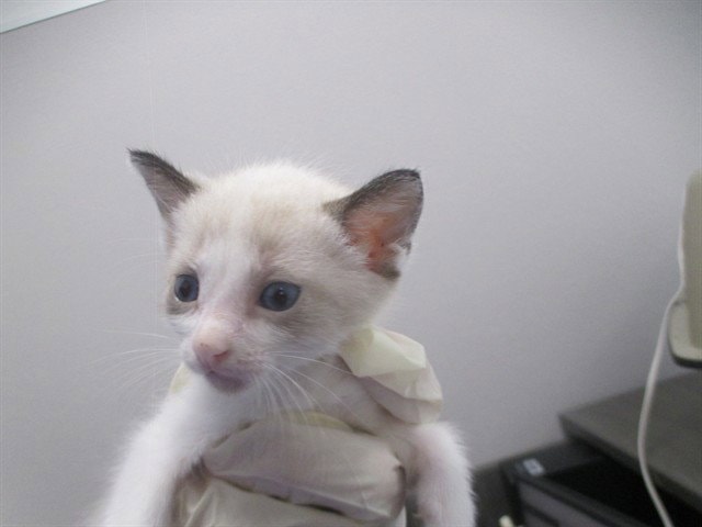 Marshyemellow