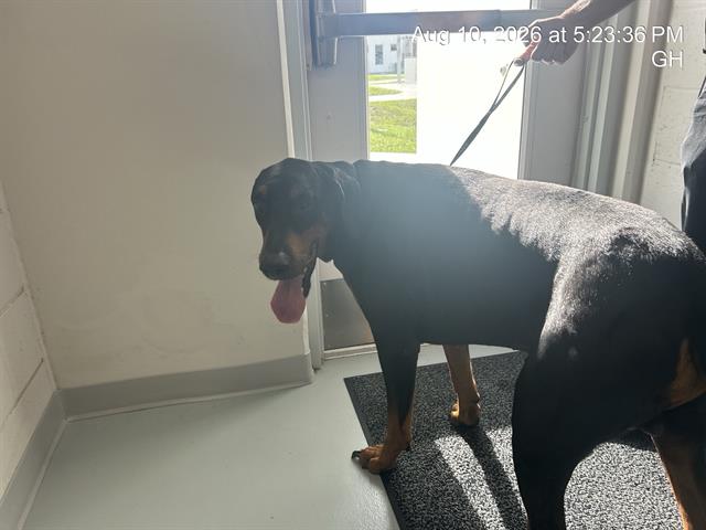 Zeus