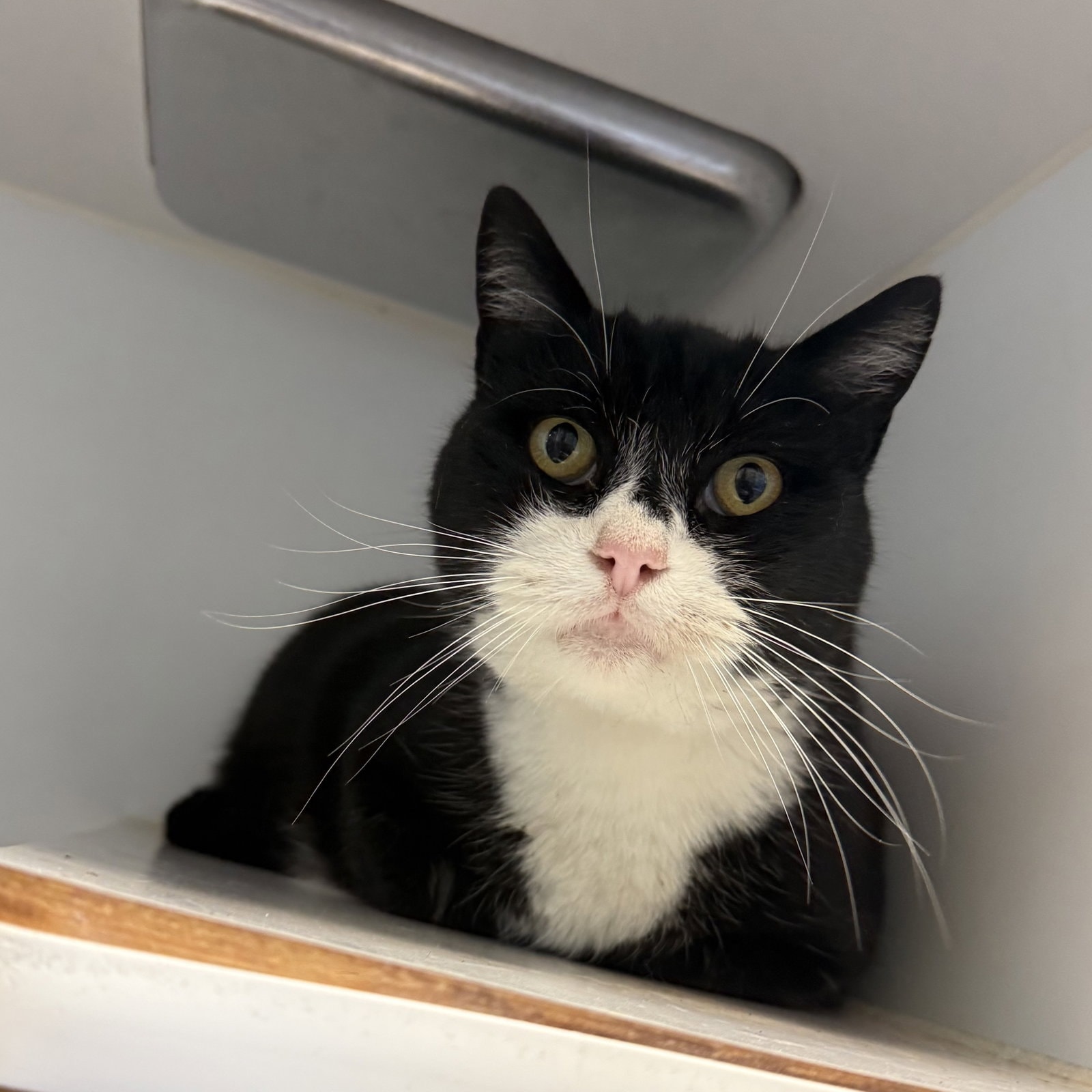 Donnie