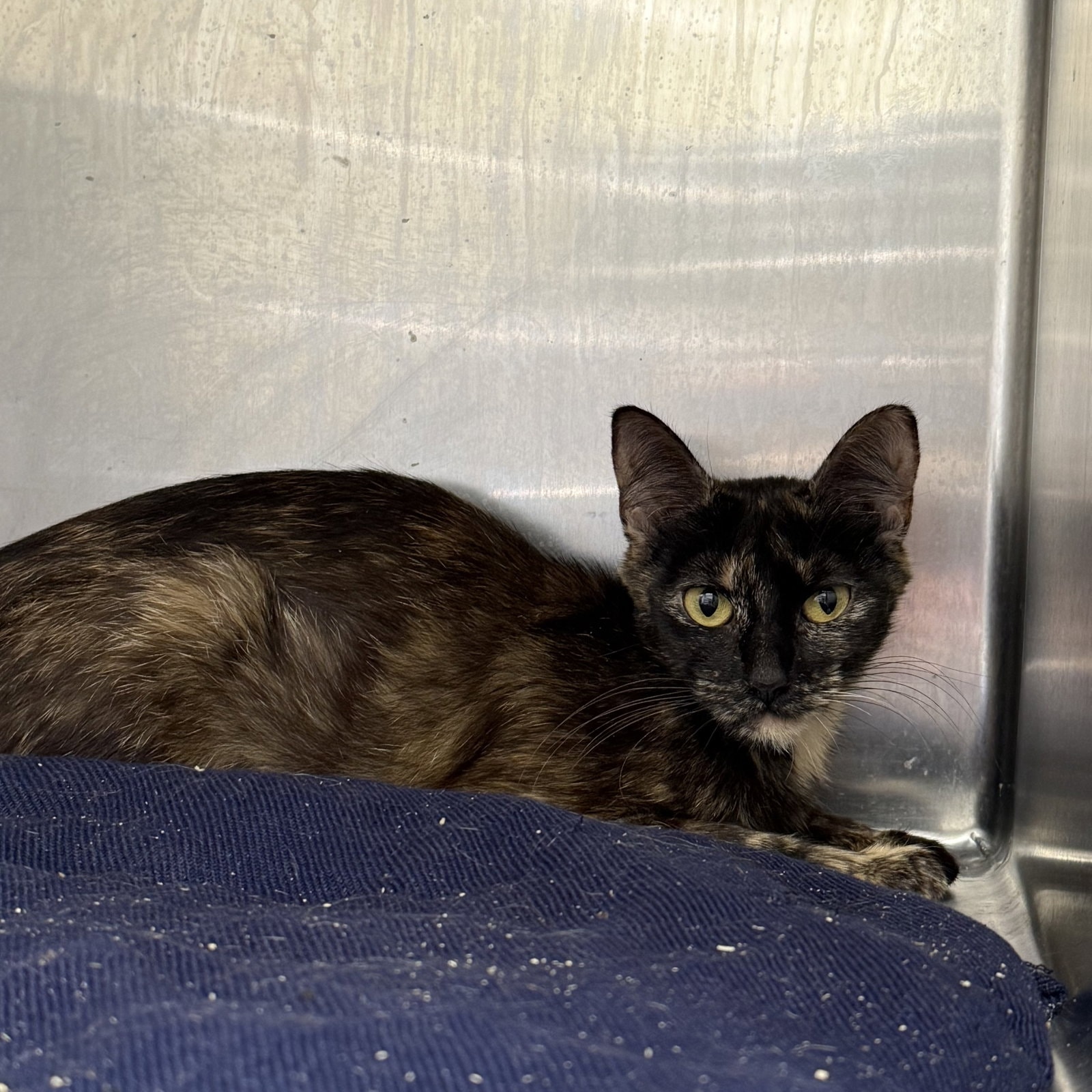 Nuez Bonded W Pepita