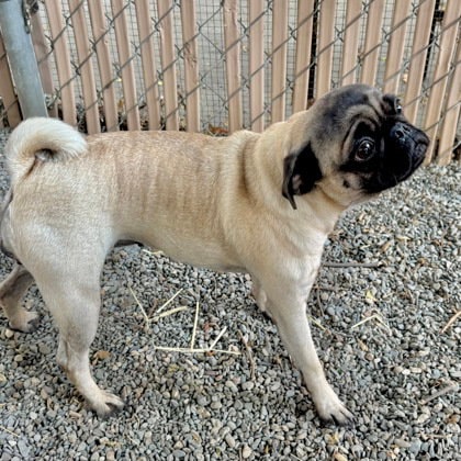 Pugsley