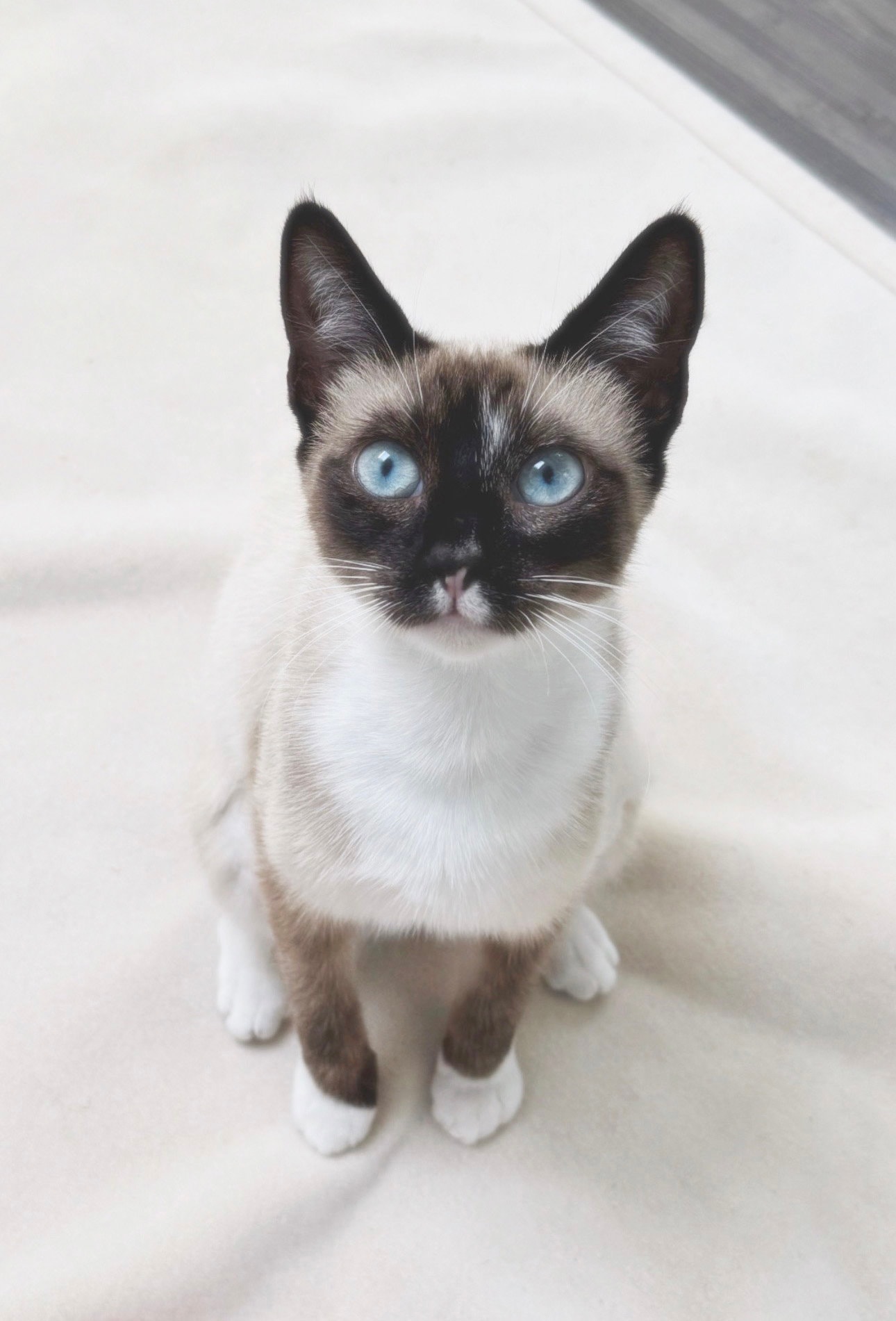 Lulu