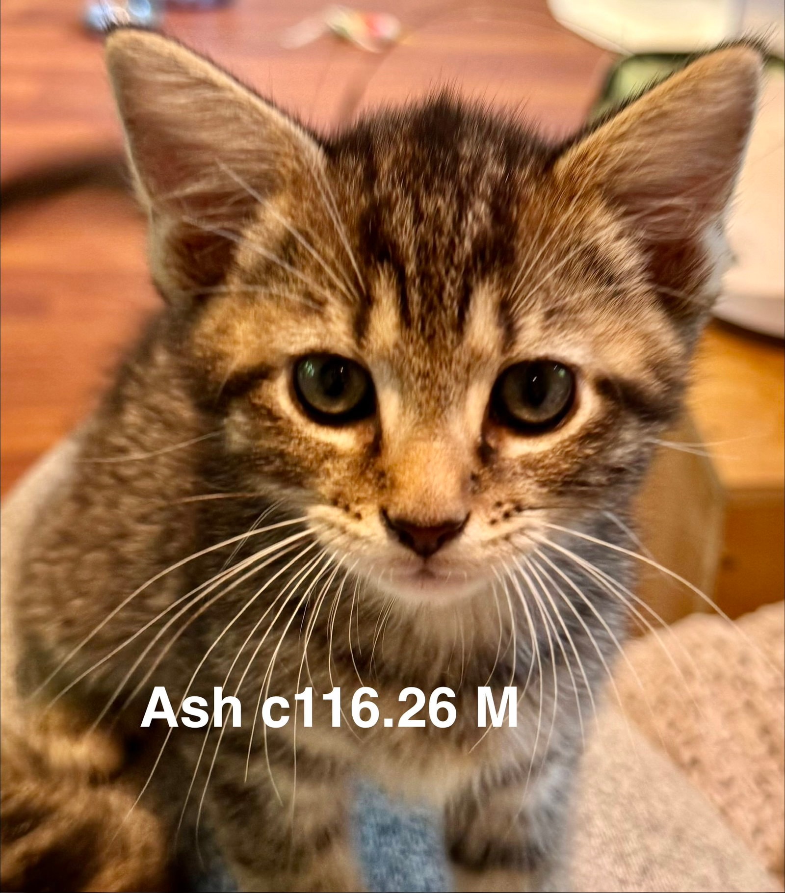 Foster Ash