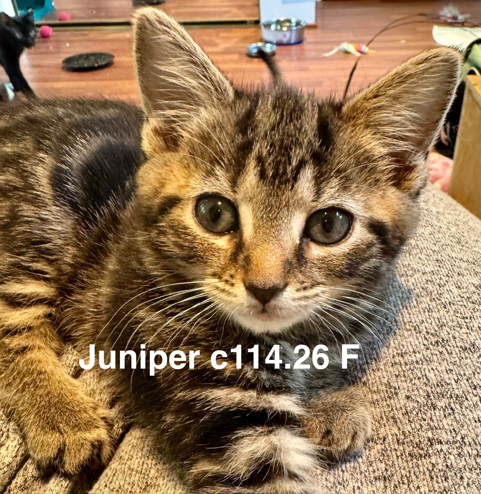 Foster Juniper