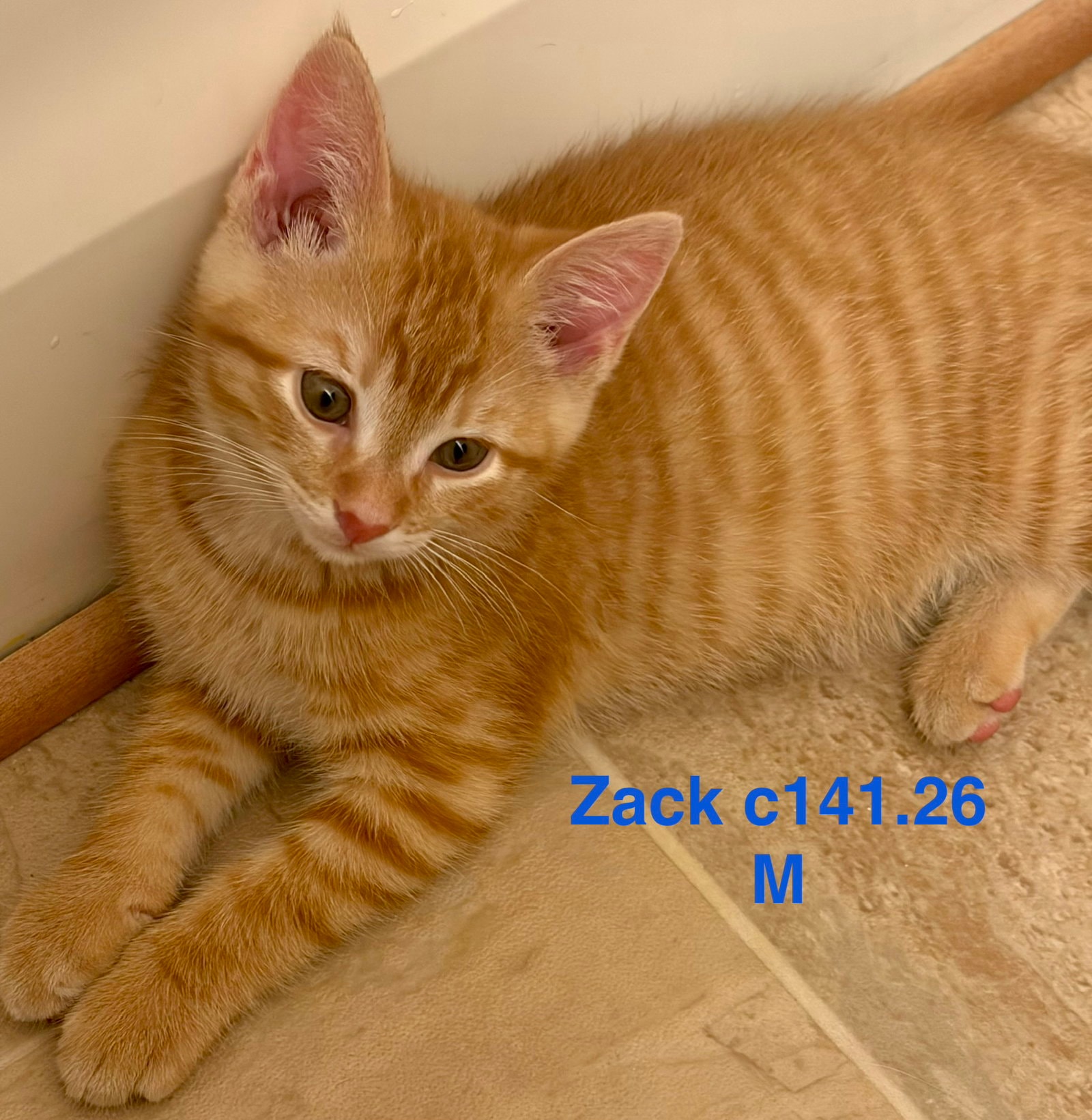 Foster Zack