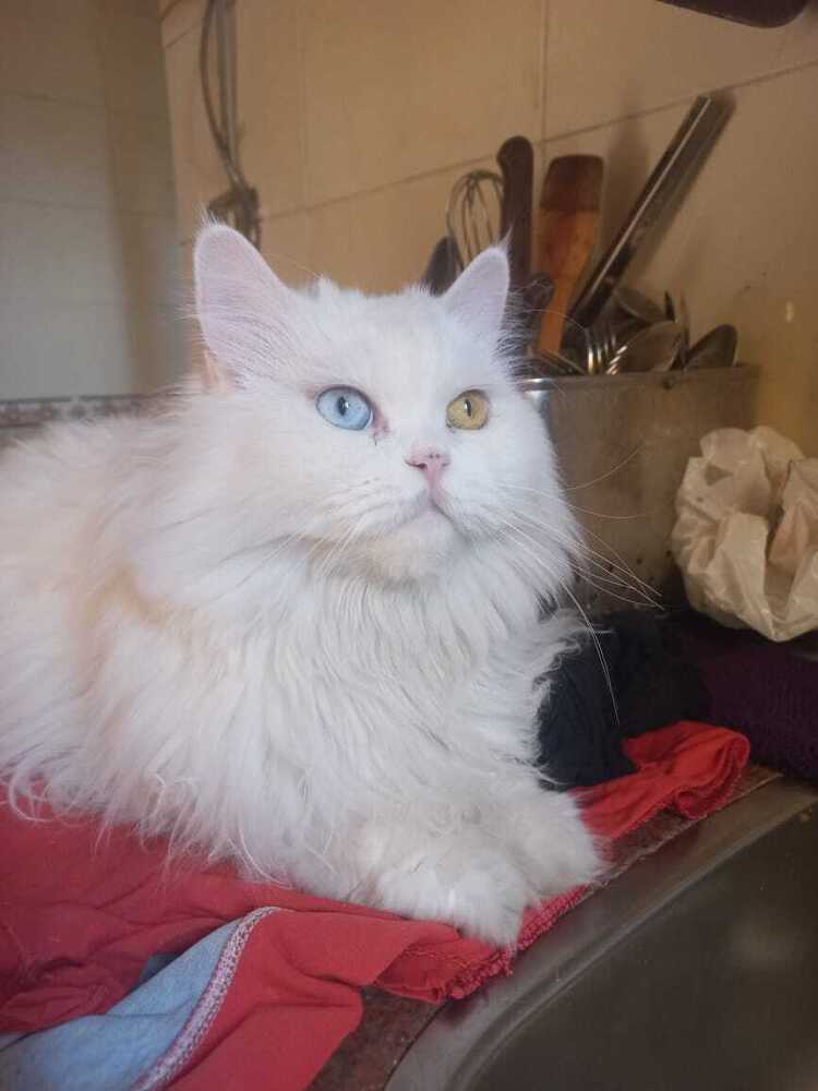 Dolly