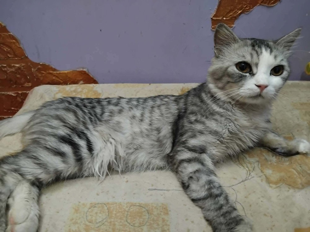 Simsim